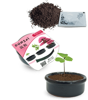 Bonsai Erguvan Karaçam Ekim Kiti