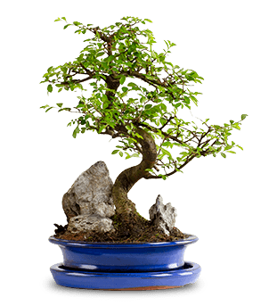 Zelkova Bonsai Orta Boy