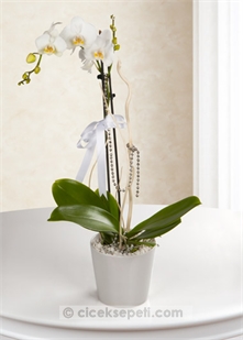 Beyaz Phalaenopsis Orkide