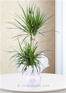 İkili Dracena Marginata