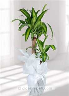 Dracena Massengena İkili