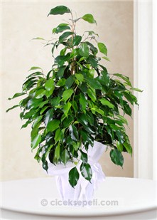 Ficus Benjamin