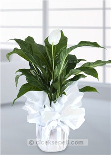 Orta boy Spathiphyllum (Barış Çiçeği)