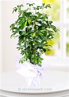 Schefflera
