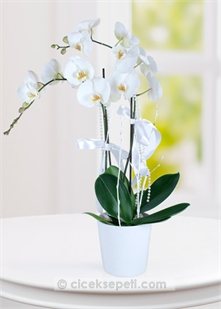 Seramik vazo içerisinde 2 dal phalaenopsis orkide