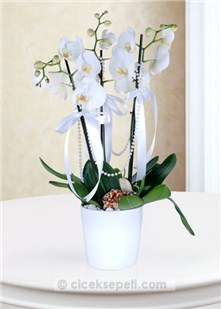 3 Dal Phalaenopsis Orkide