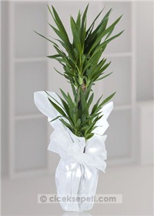 Yucca Tropik Güzel