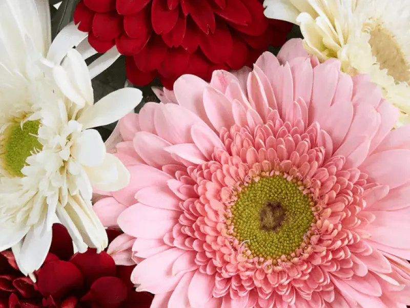 Kırmızı gerbera anlamı - neşe ve enerji sembolü