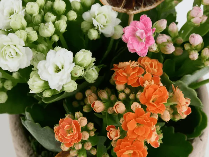 Kalanşo Kalanchoe anlamı