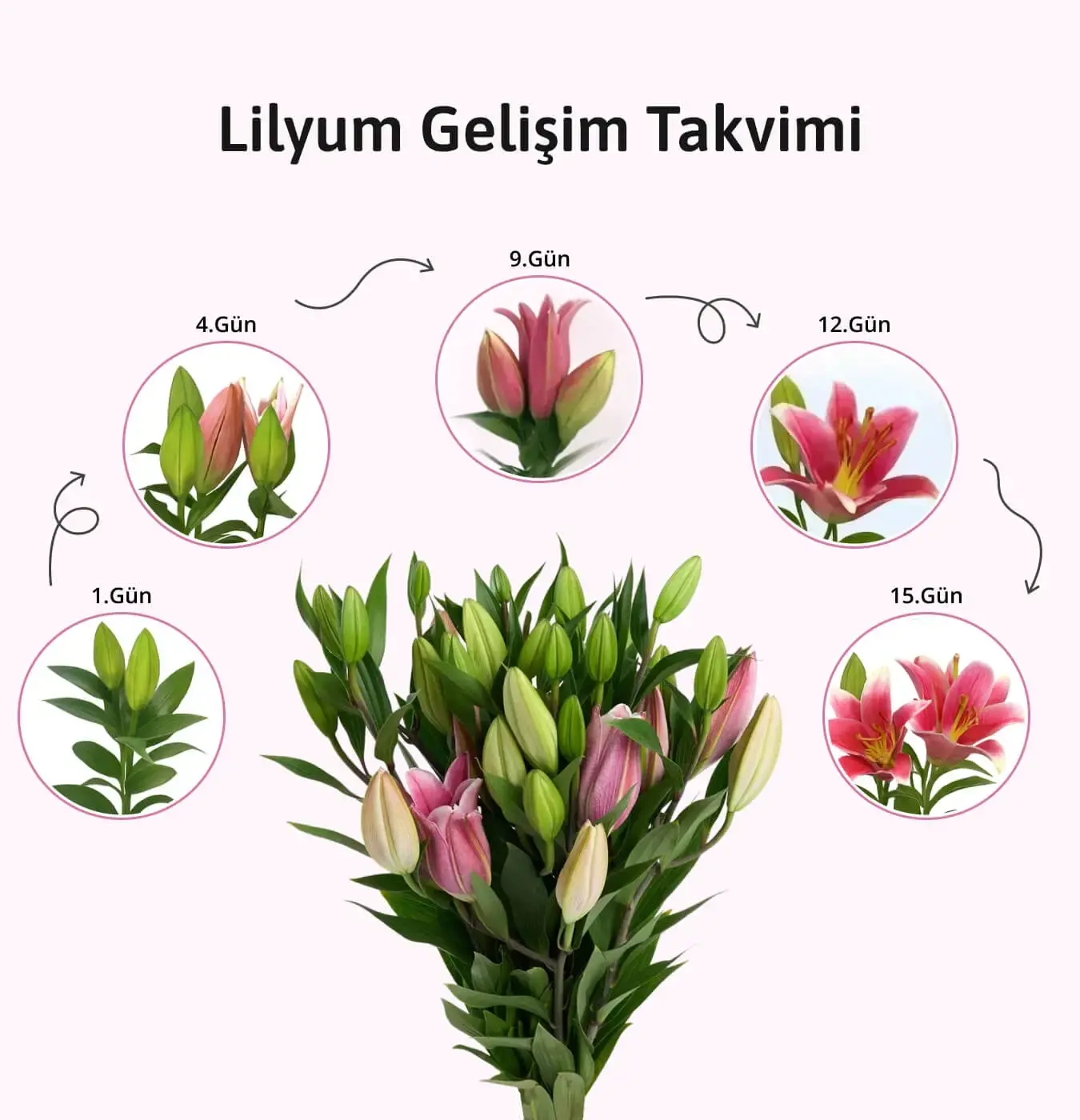 Lilyum Zambak Bakımı