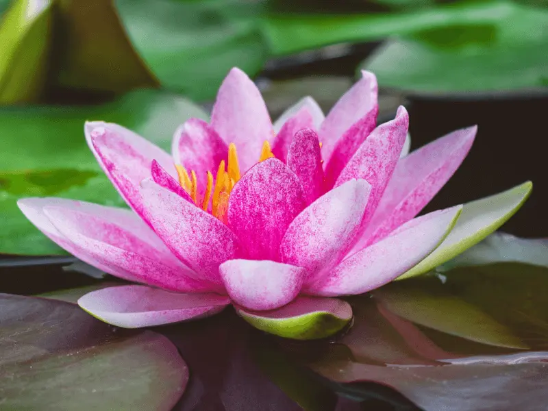 Lotus nilüfer çiçeği anlamı arınma yeniden doğuş