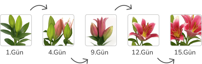 Lilyum Gelişim Takvimi